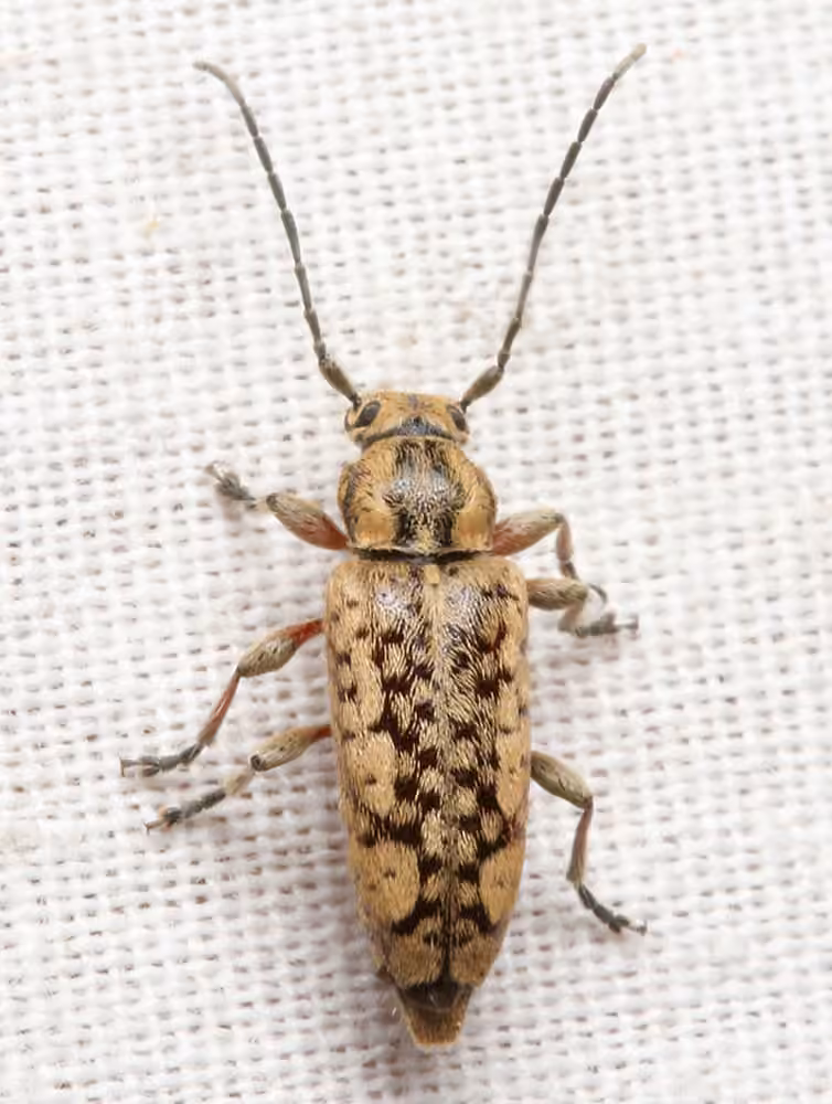Small Cedar Borer, photo 1 of 5