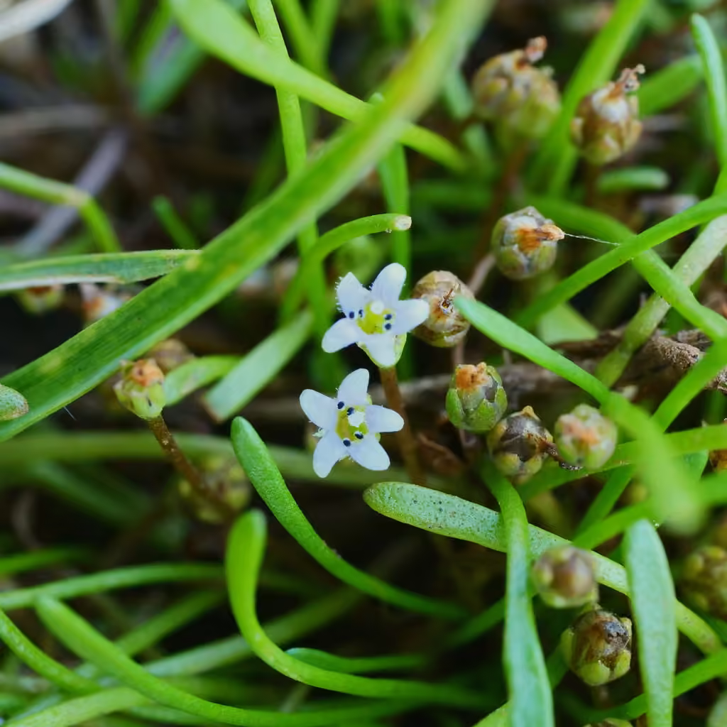 Welsh mudwort, In fruit