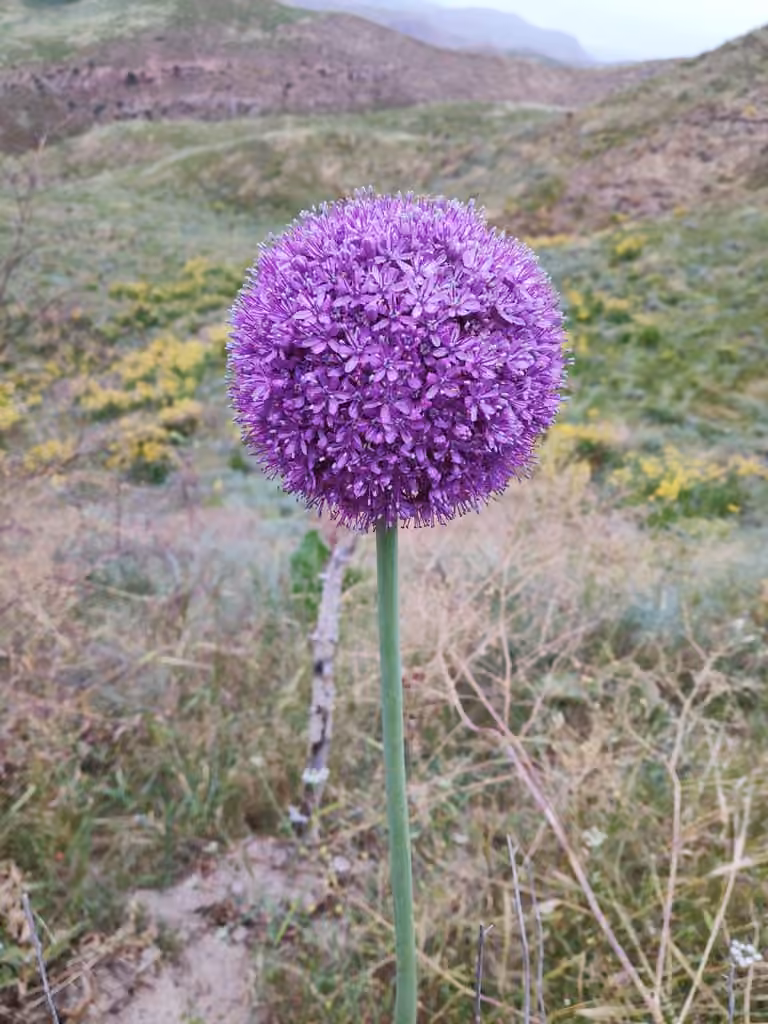 Ail géant de l'Himalaya, photo 1 sur 5