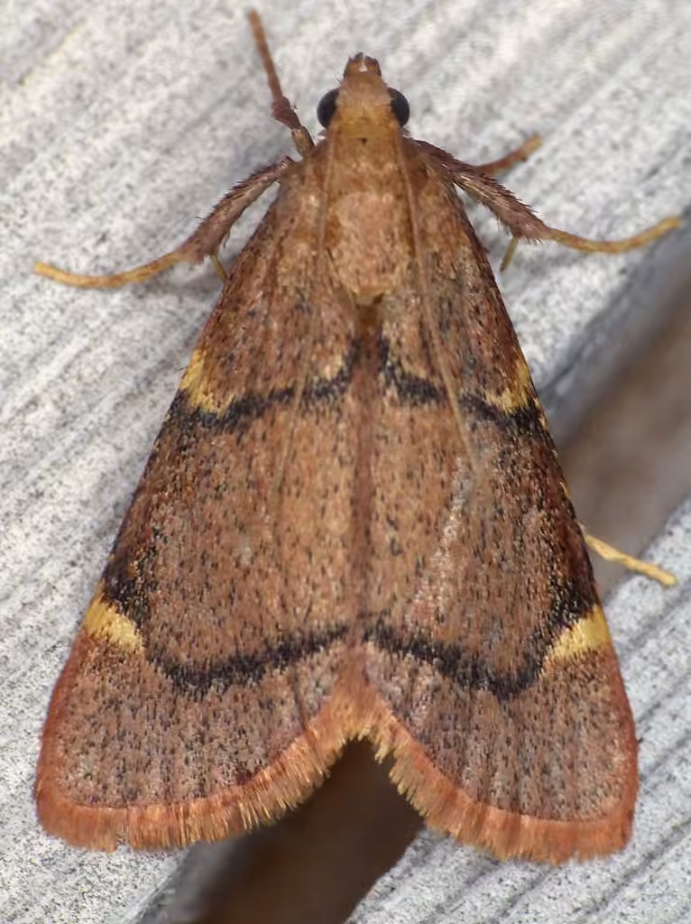 Spruce Needleworm Moth, Adulte