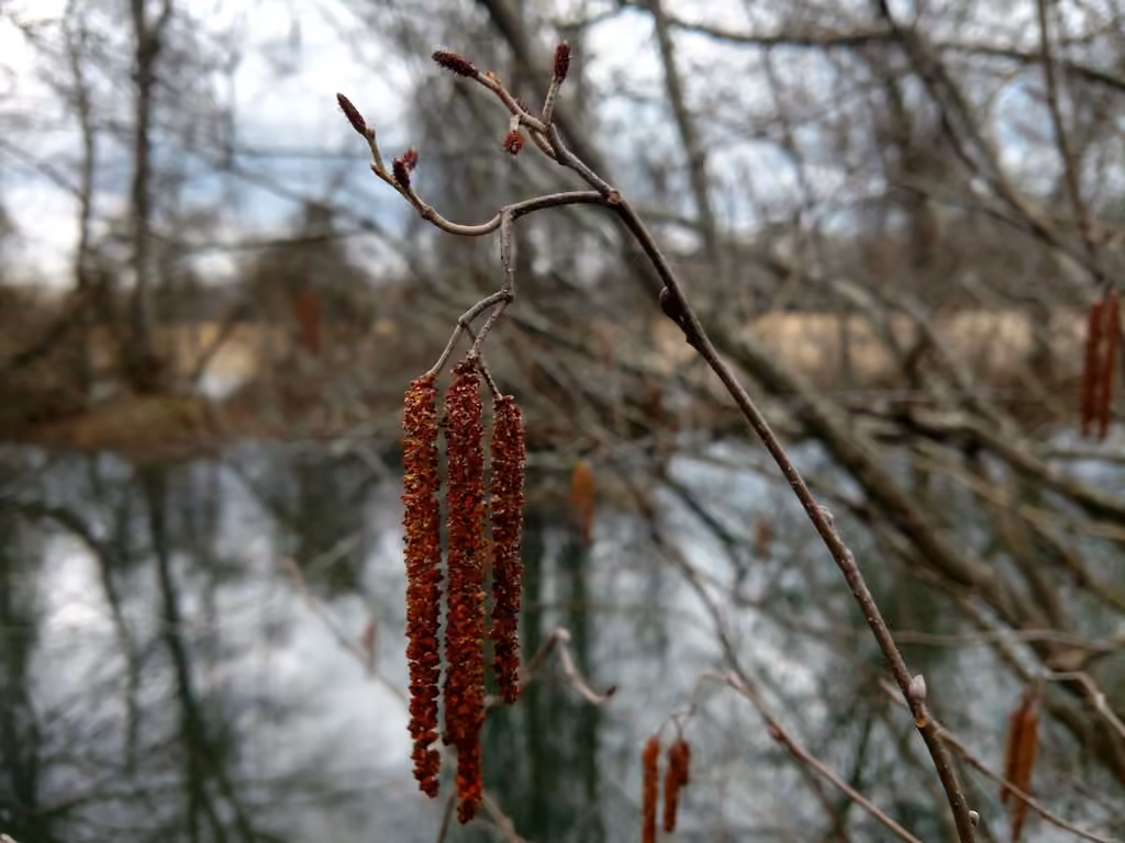 Hazel alder, In flower