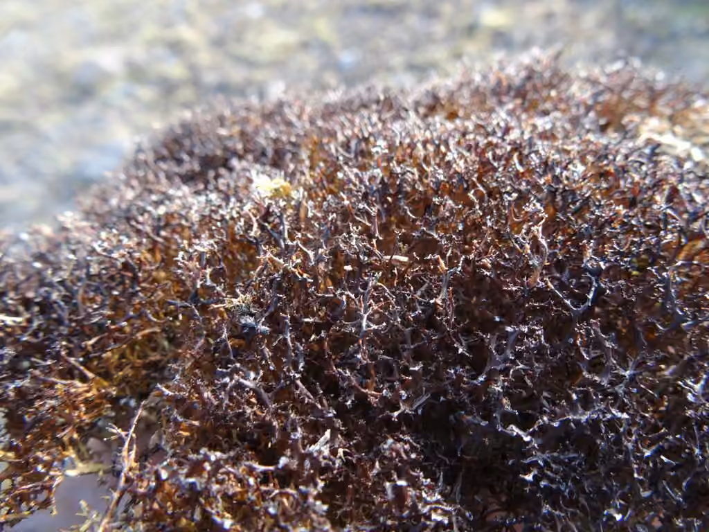 Dubious Heath Lichen, photo 1 of 5