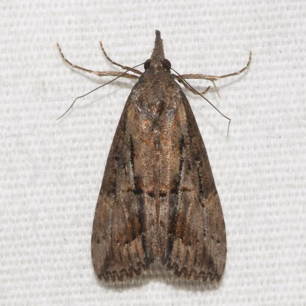 Green Cloverworm Moth