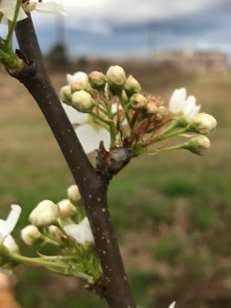 Poirier de Chine, En fleurs