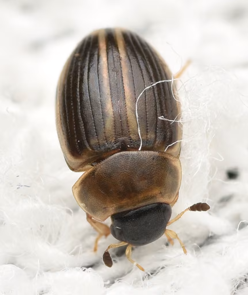 Water scavenger beetle, photo 3 of 5