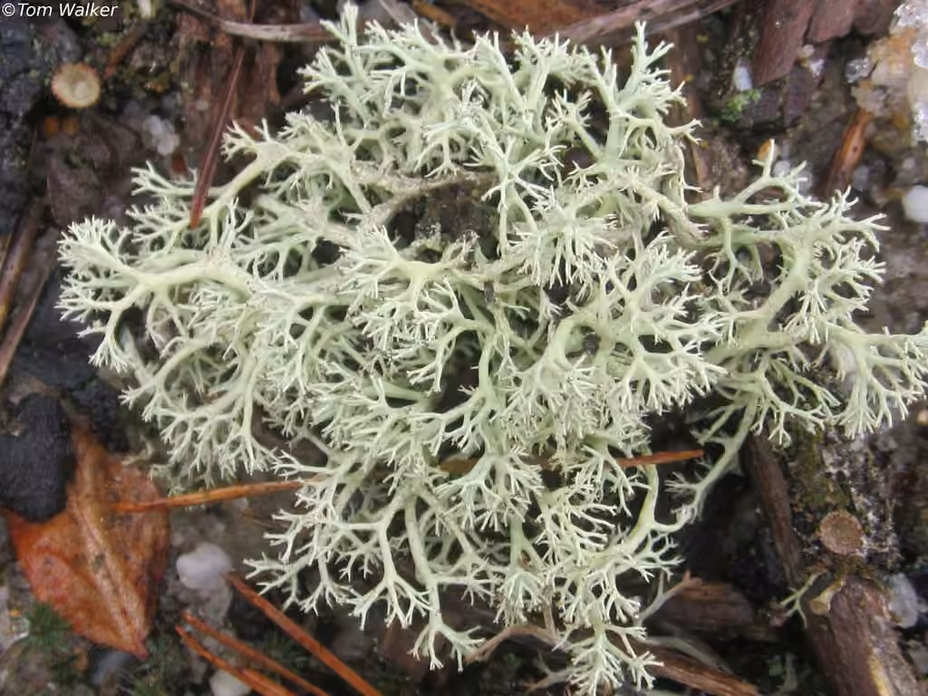 Cladonie des dunes, photo 3 sur 5