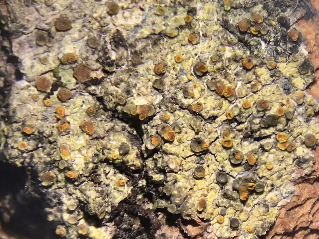 Caloplaque de l'écorce