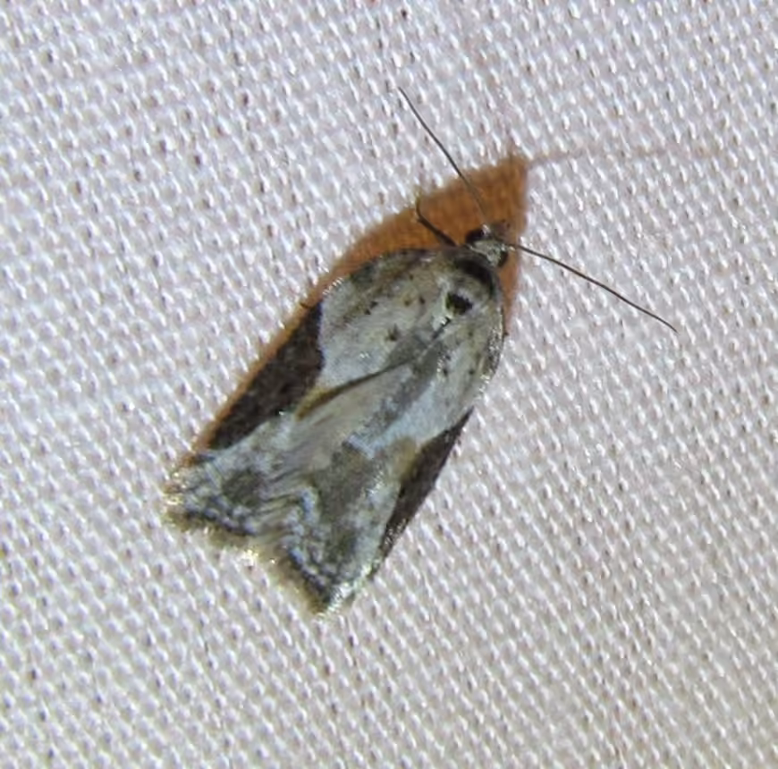 Forbes' Acleris Moth, Adult