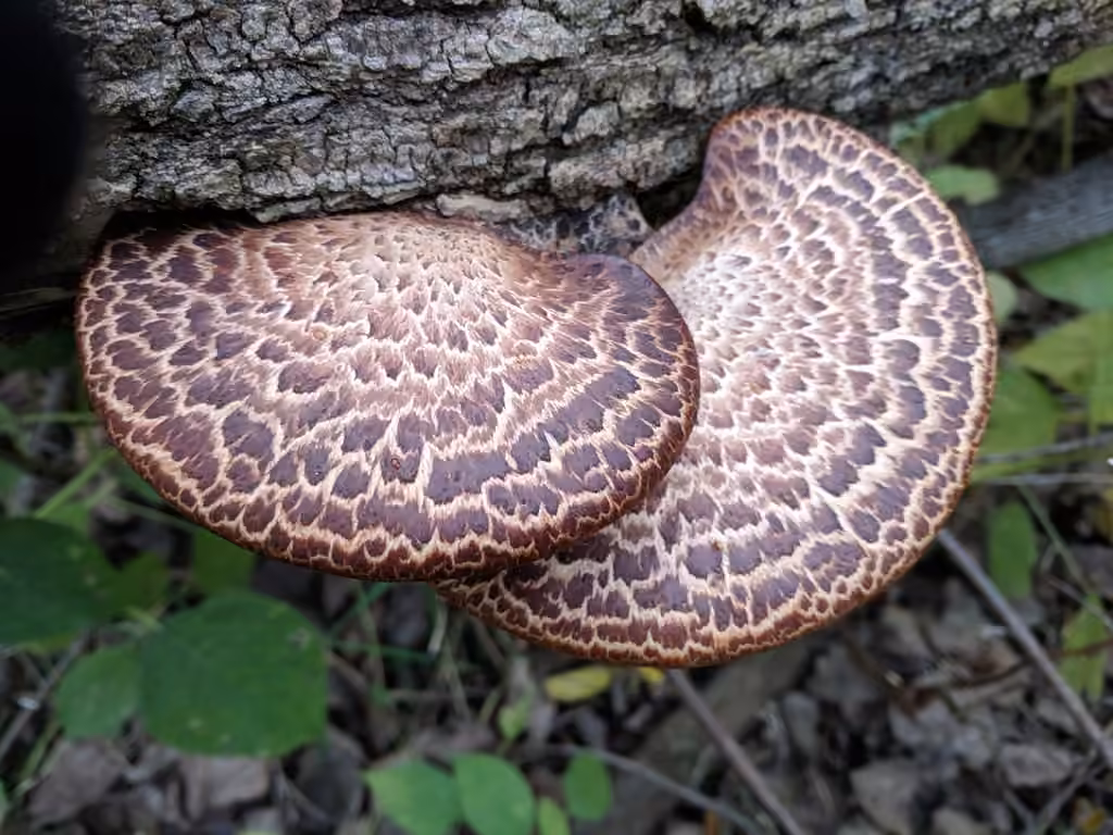 Polypore écailleux