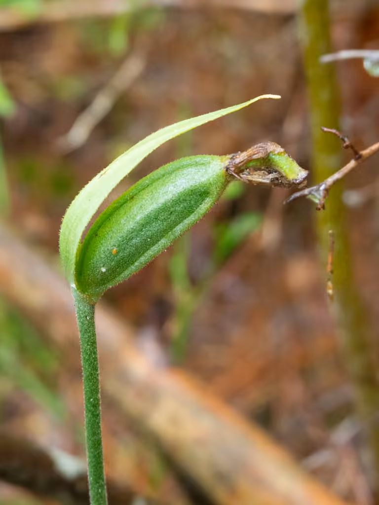 Cypripède acaule, En fruits