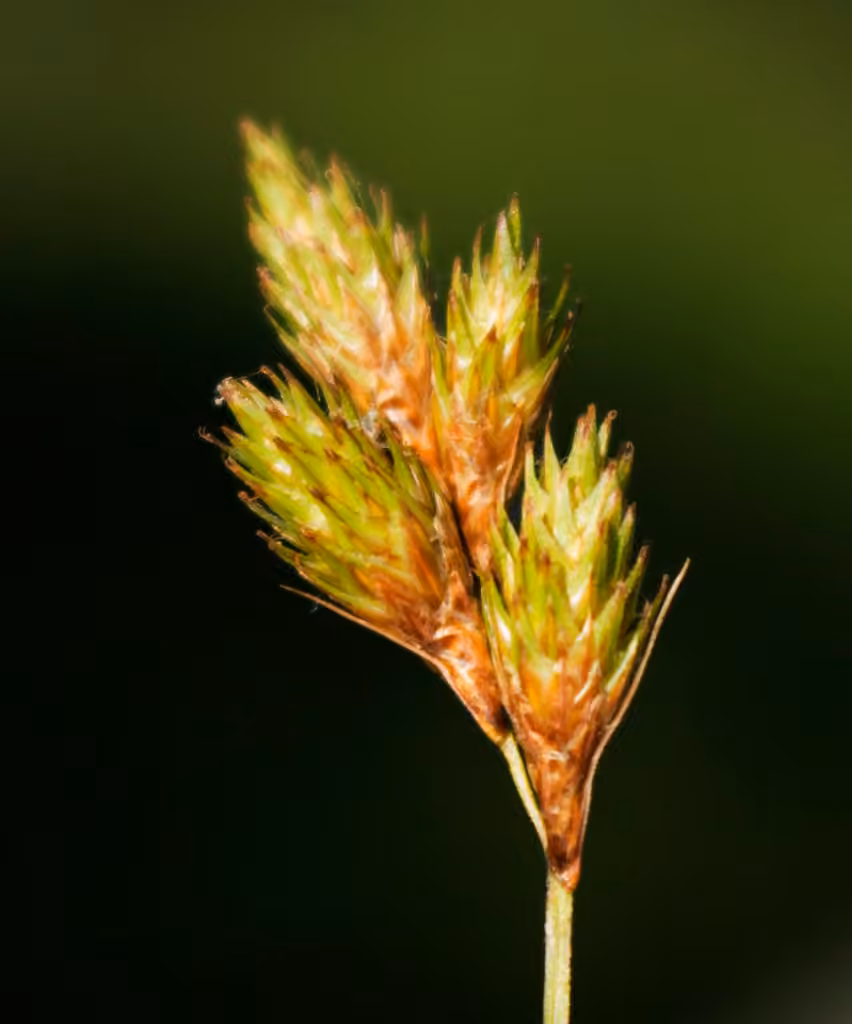 Carex à balais, En fruits