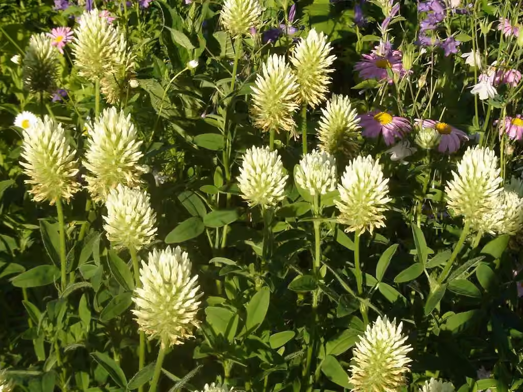 Hungarian clover, photo 1 of 1