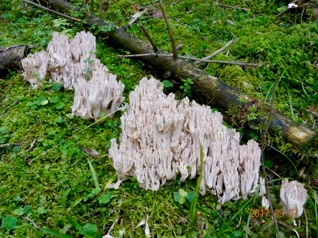 Ramaire pâle, photo 1 of 5
