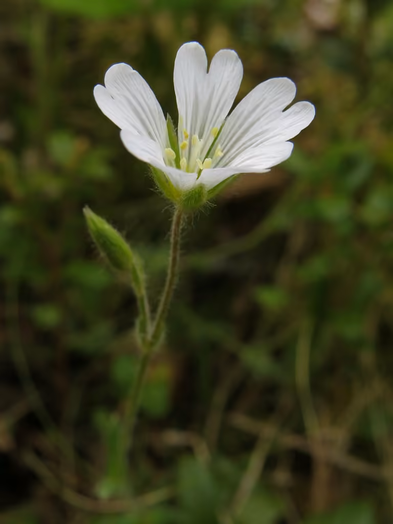Céraiste alpin