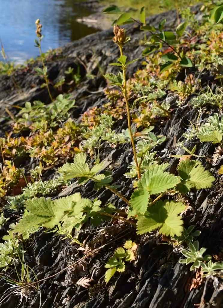 Tall cinquefoil, In fruit