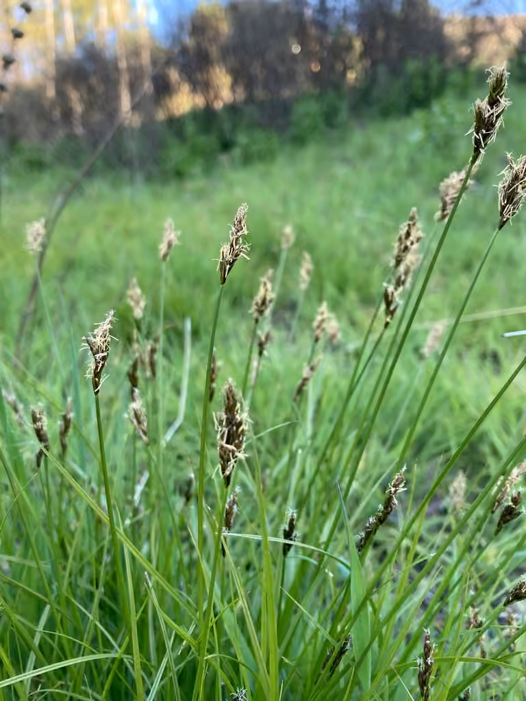 Carex des lièvres, En fruits
