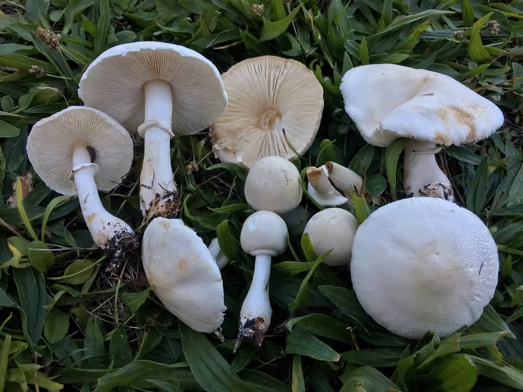 Lépiote pudique, photo 2 sur 5