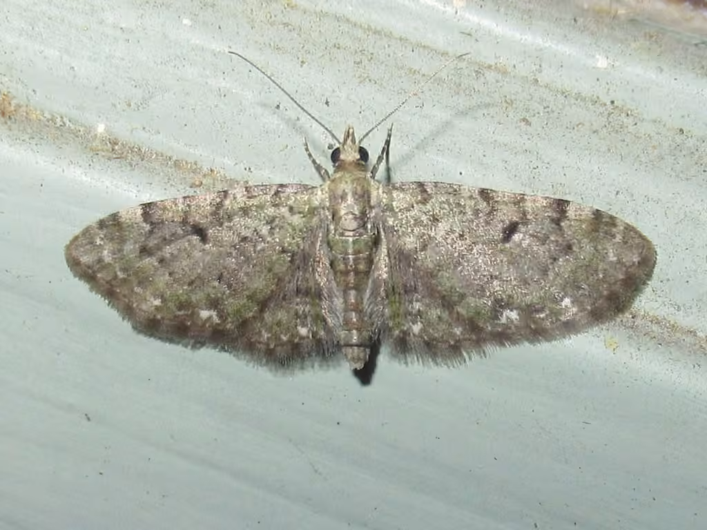 Common Eupithecia Moth, Adulte