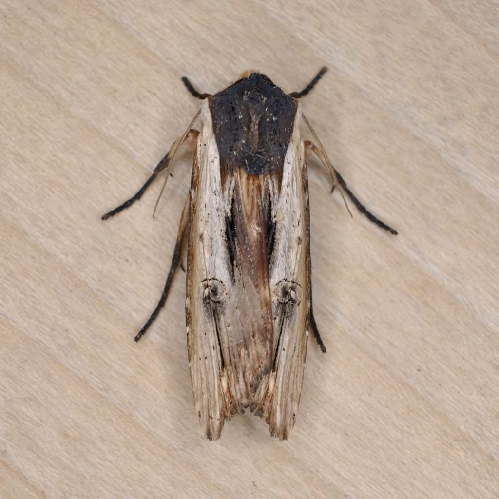American Swordgrass Moth