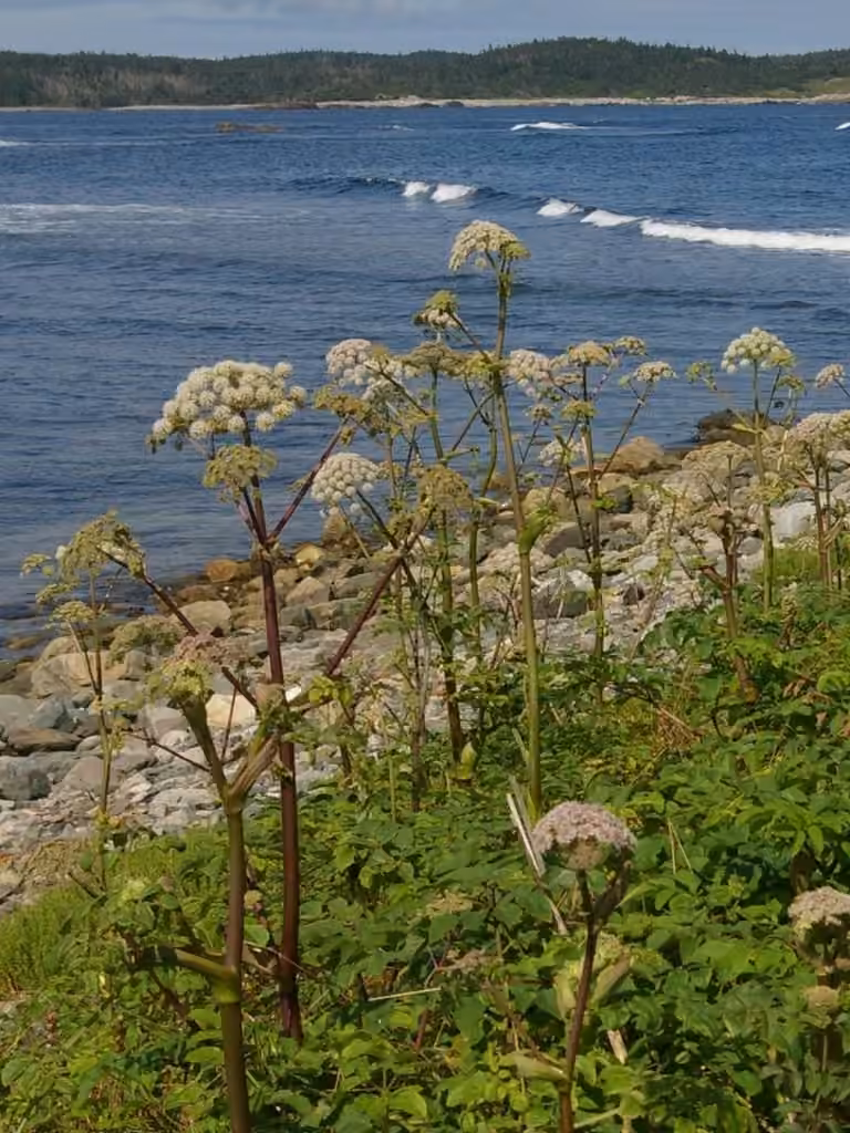 Woodland angelica, In flower