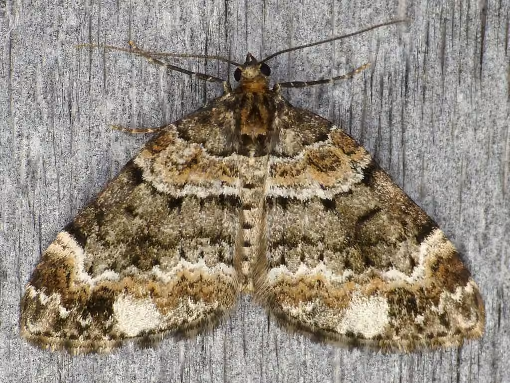 Square-patched Carpet Moth