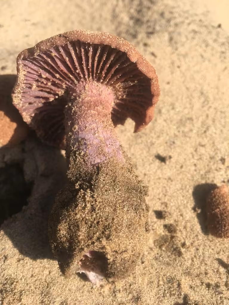 Sandy Laccaria, photo 3 of 5