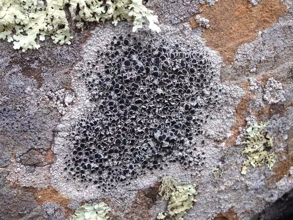Lichen encroûtant gris, photo 2 sur 5