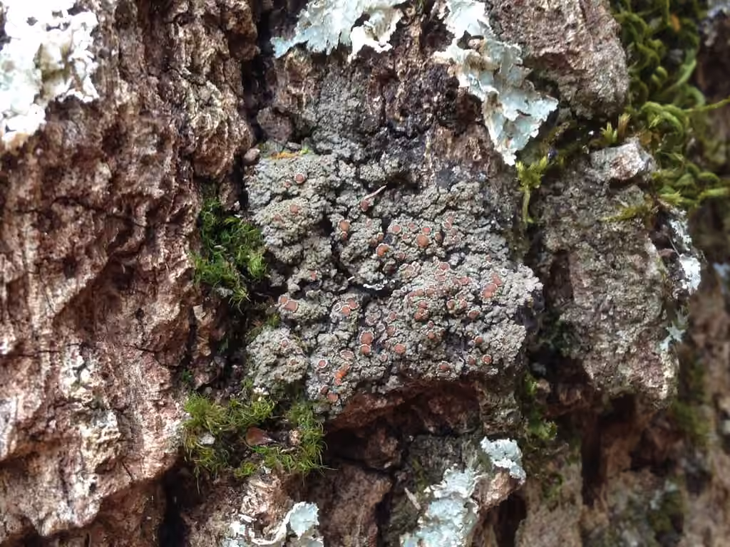 Rimmed Shingle Lichen, photo 3 of 5