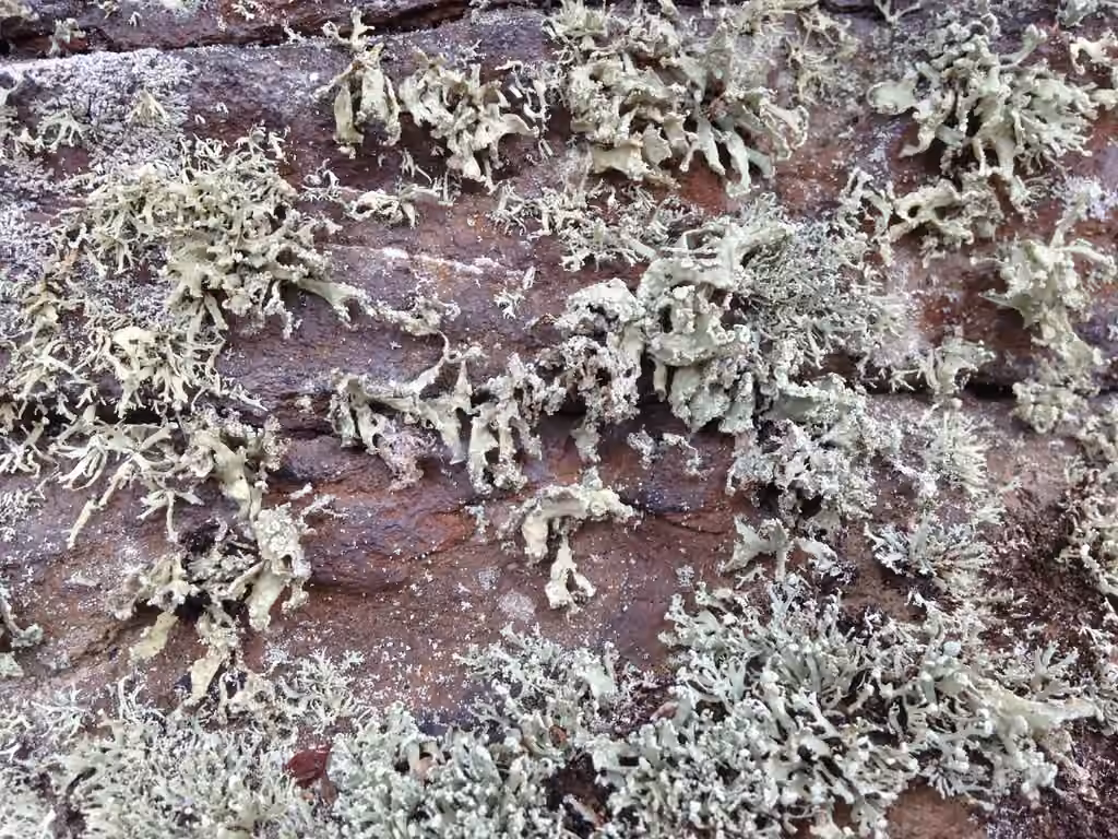 Chalky Bush Lichen, photo 1 of 5