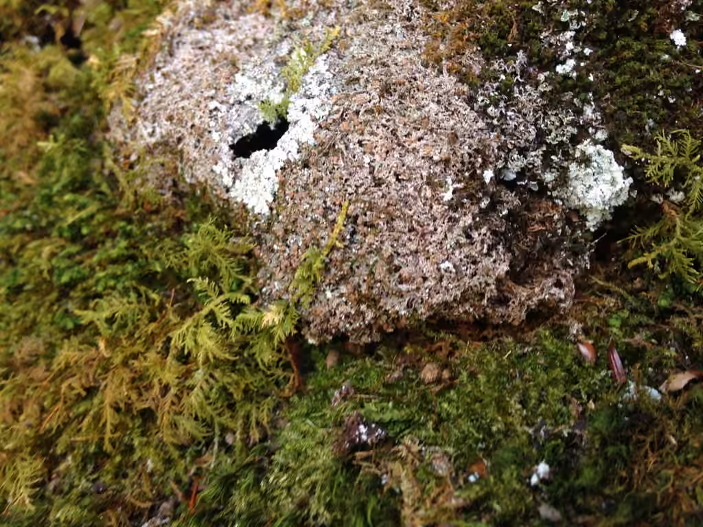 Spring Dot Lichen, photo 3 of 5