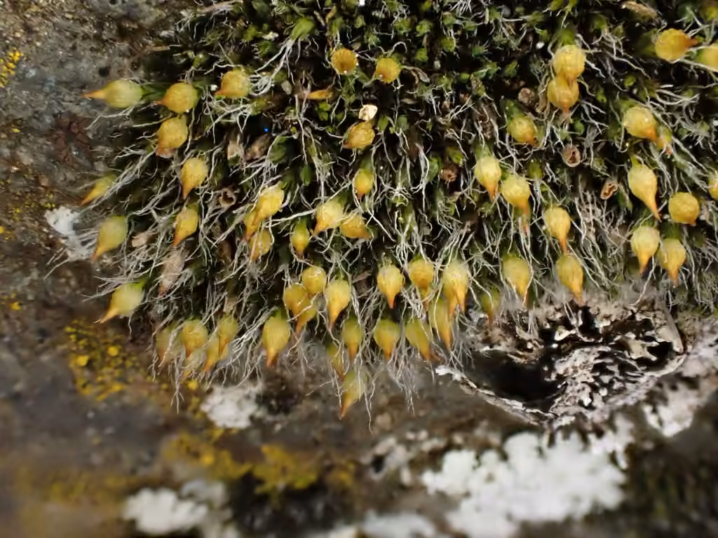Sieve-tooth Moss, photo 3 of 5