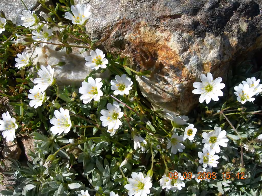 Starwort Mouse-ear, photo 2 of 5