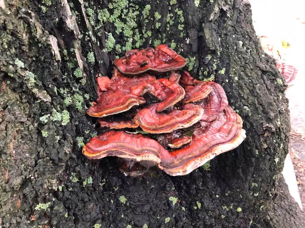 Ganoderma sessile, photo 1 sur 5