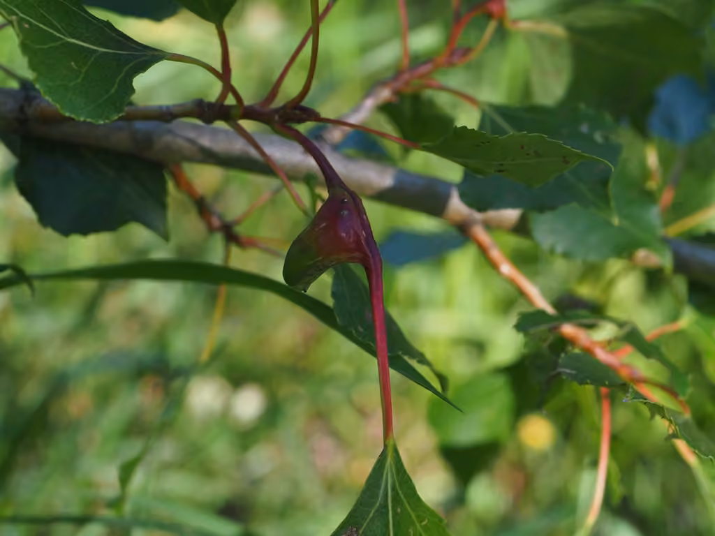 Lettuce aphid, photo 1 of 5