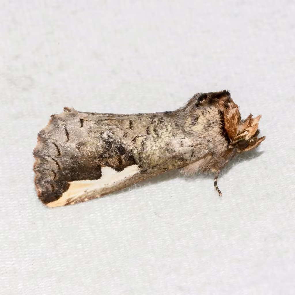 Chenille à bosse orangée du chêne, Mâle adulte