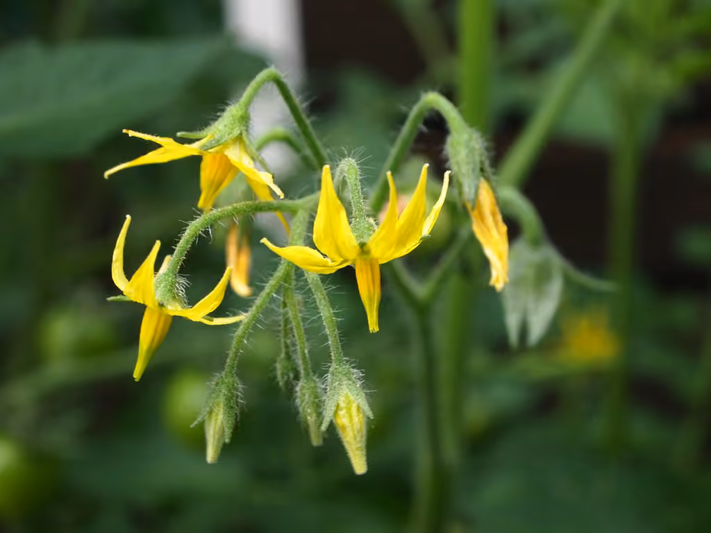 Garden tomato
