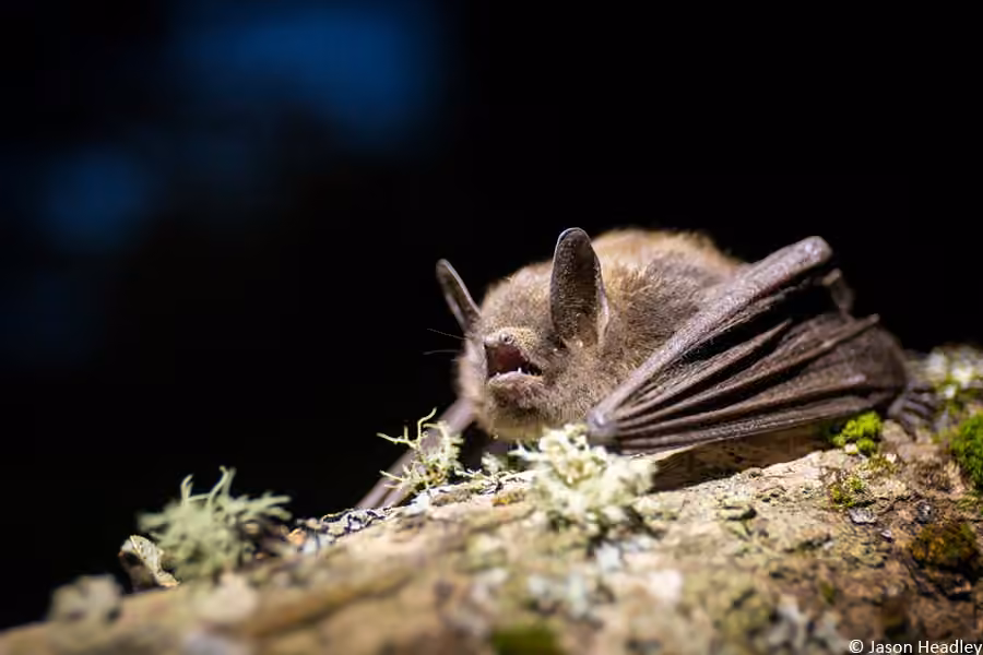 Petite chauve-souris brune