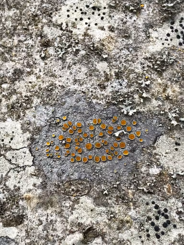 Orange lichen, photo 3 of 5