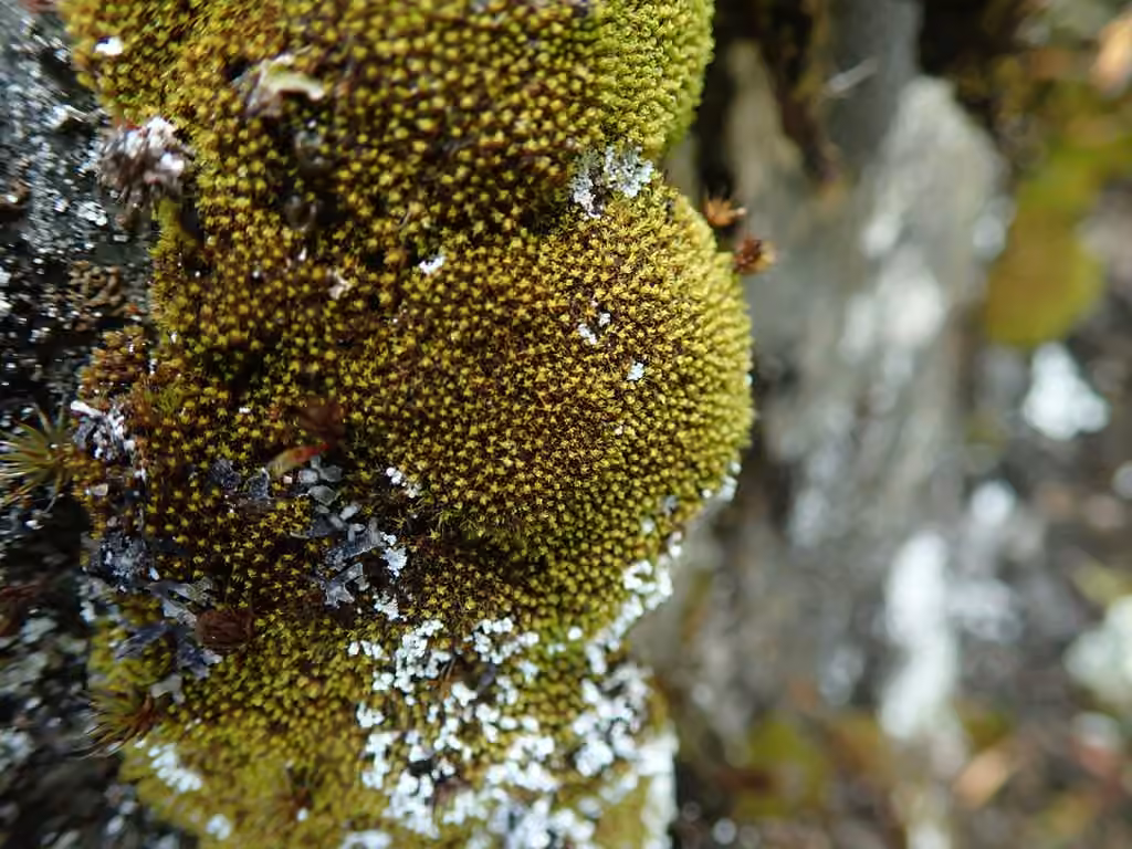 Grimmia dry rock moss, photo 1 of 5