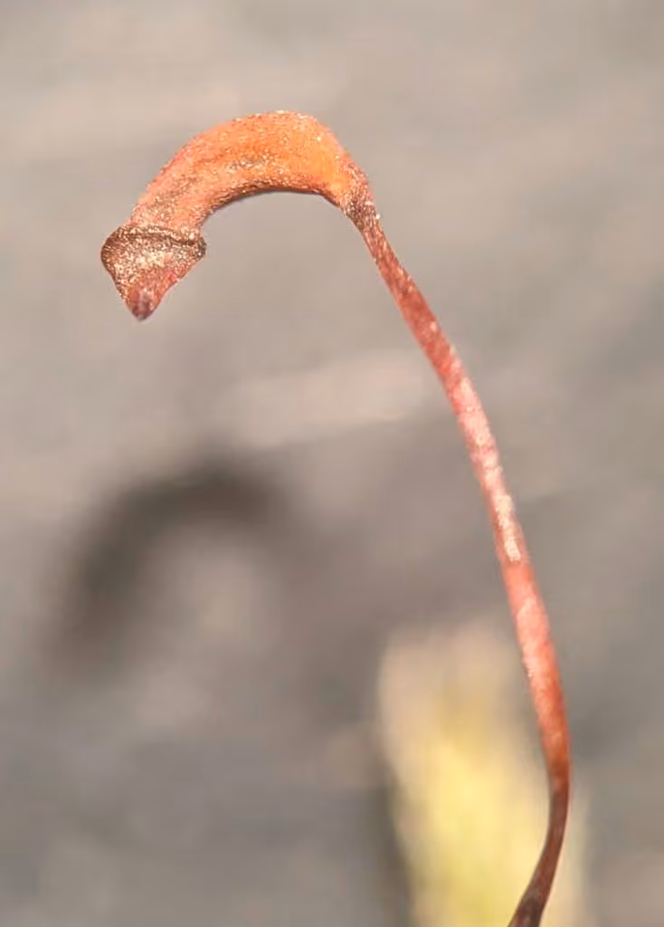 Pleated Foxtail Moss, photo 2 of 5
