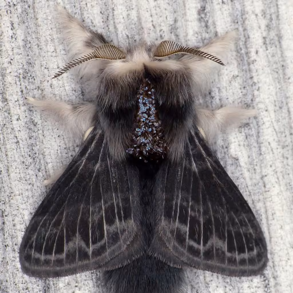 Larch Tolype Moth, Male
