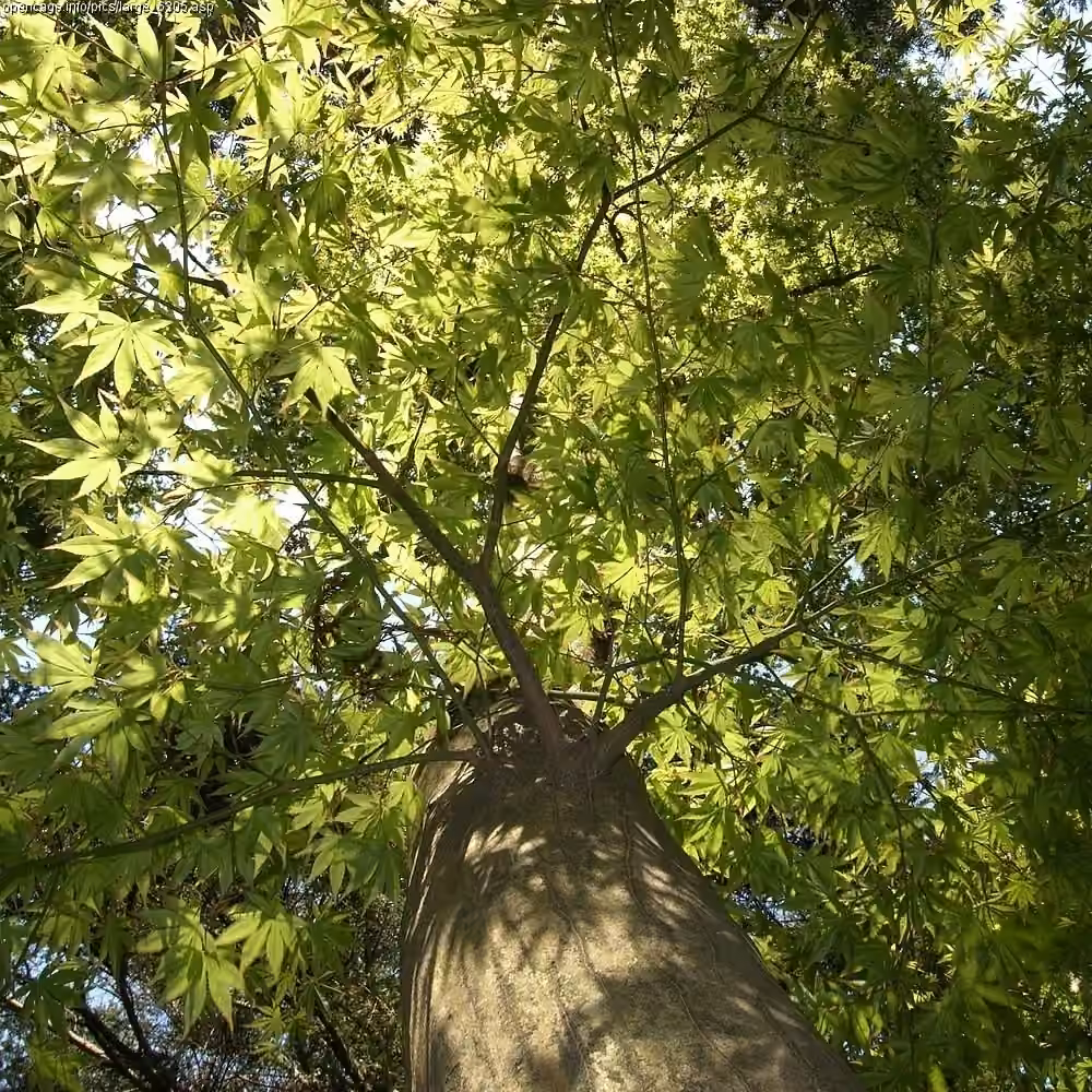 Japanese maple, photo 2 of 5