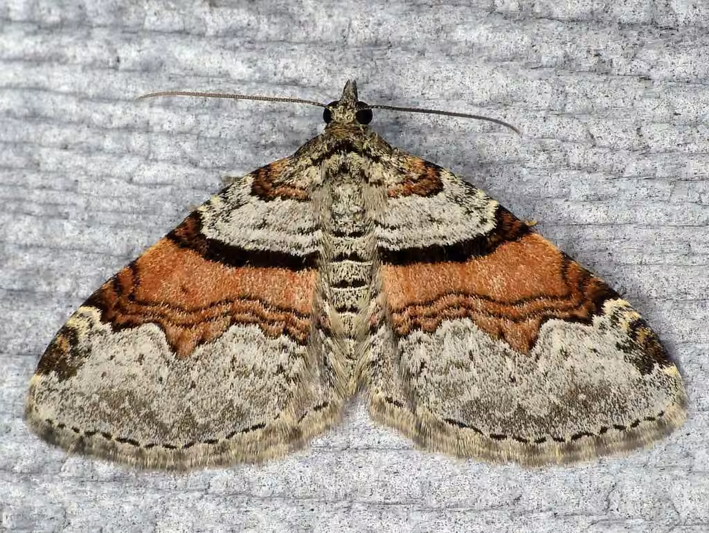 Labrador Carpet, Adult