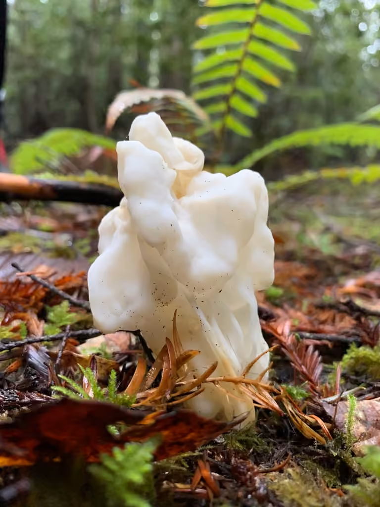 White Saddle, photo 2 of 5