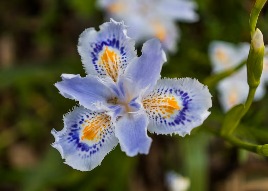 Iris du Japon, photo 1 sur 5