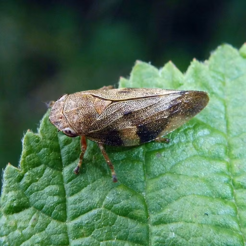 Aphrophore de l'aulne, photo 2 sur 5
