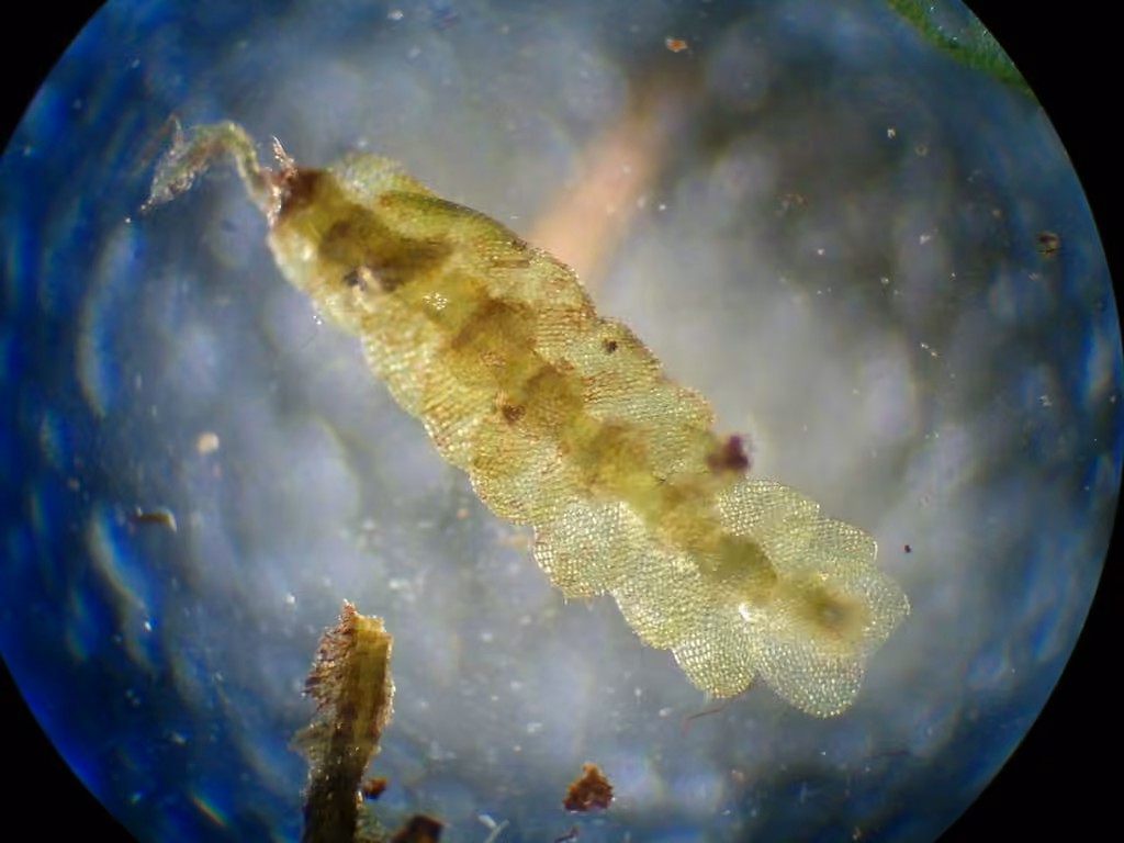 Nees' Pouchwort, photo 3 of 5
