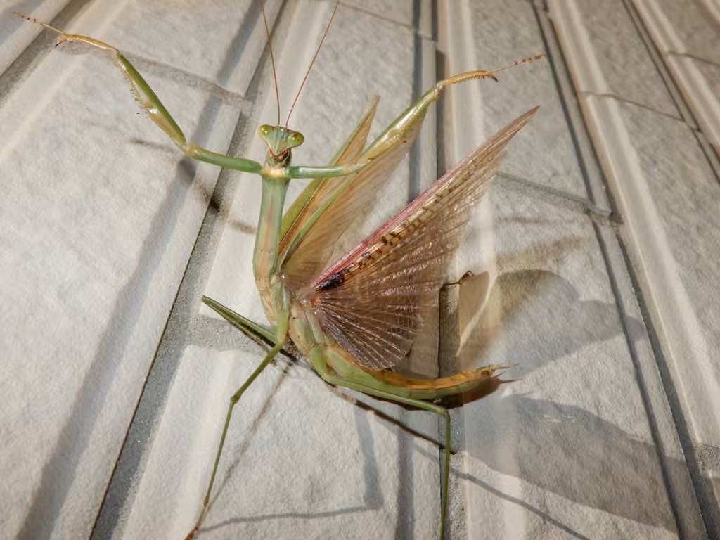 Chinese Mantid, photo 3 of 5
