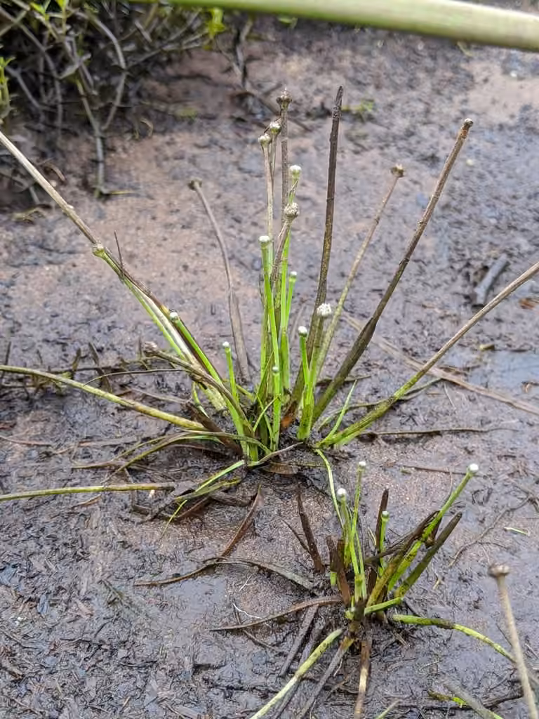 Estuary pipewort, In flower
