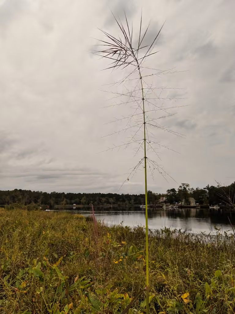 Annual wildrice, In flower